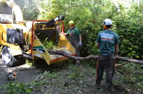 tree services Golden Beach